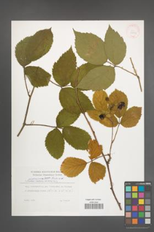 Rubus pedemontanus [KOR 29793]