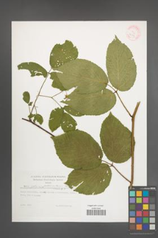 Rubus pedemontanus [KOR 32294]