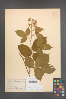 Rubus pedemontanus [KOR 54174]