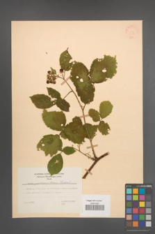 Rubus pedemontanus [KOR 31384]