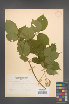 Rubus pedemontanus [KOR 31387]
