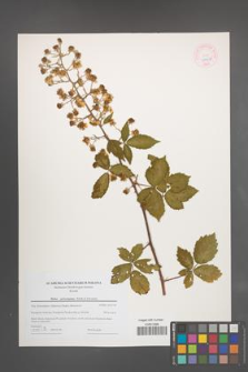 Rubus pericrispatus [KOR 44626]