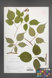 Rubus perpedatus [KOR 51777]