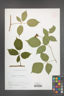 Rubus perpedatus [KOR 51776]