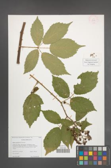 Rubus perperus [KOR 51798]