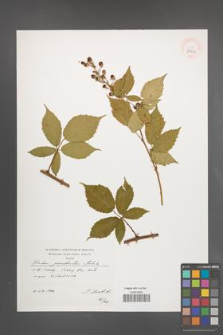 Rubus perrobustus [KOR 39902]