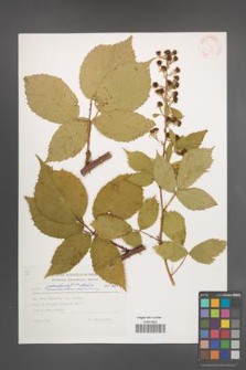 Rubus perrobustus [KOR 30741]