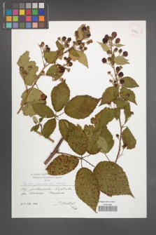 Rubus perrobustus [KOR 41308]