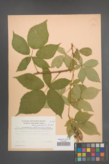 Rubus perrobustus [KOR 22989]