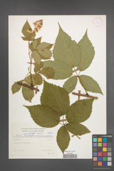 Rubus perrobustus [KOR 31398]