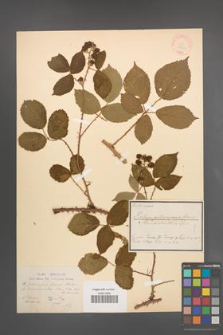 Rubus pilocarpus [KOR 18523]