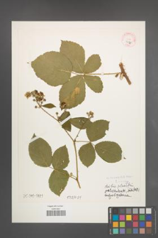 Rubus placidus [KOR 32321]