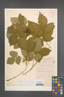 Rubus plicatus [KOR 10922]