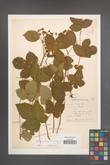 Rubus plicatus [KOR 10898]