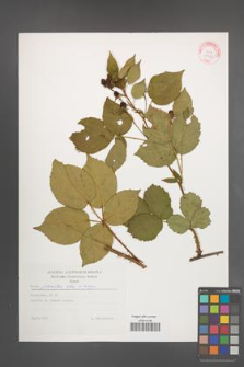 Rubus plicatus [KOR 29232]