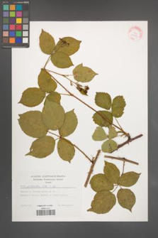 Rubus plicatus [KOR 29231]