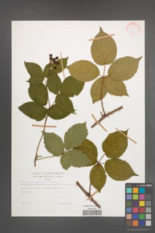 Rubus plicatus [KOR 29209]