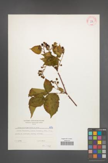 Rubus plicatus [KOR 6056]
