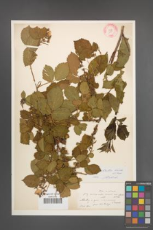 Rubus plicatus [KOR 10921]