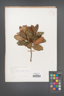 Arbutus unedo [KOR 21118]