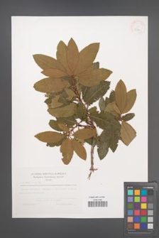 Arbutus unedo [KOR 39870]