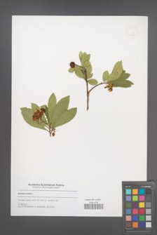 Arbutus unedo [KOR 51566]