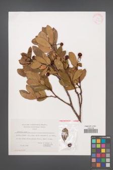 Arbutus unedo [KOR 27646]