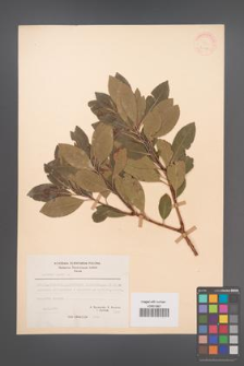 Arbutus unedo [KOR 21124]