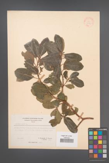 Arbutus unedo [KOR 21121]