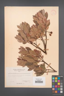 Arbutus unedo [KOR 21119]