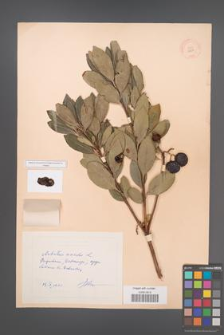 Arbutus unedo [KOR 11901]