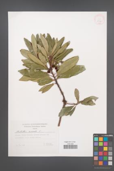 Arbutus unedo [KOR 29748]