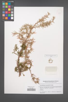 Arceuthobium oxycedri [KOR 50578]