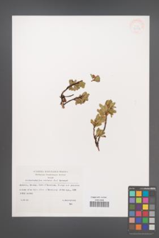 Arctostaphylos uva-ursi [KOR 32878]