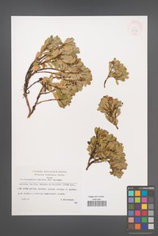 Arctostaphylos uva-ursi [KOR 32679]