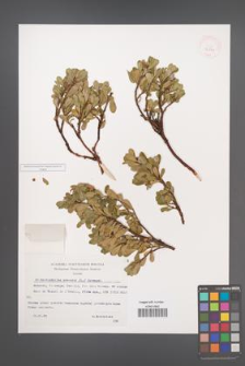 Arctostaphylos uva-ursi [KOR 32841]