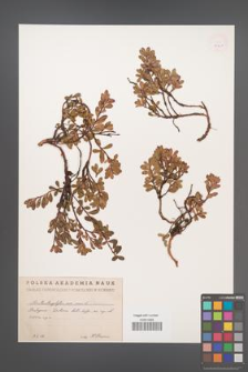 Arctostaphylos uva-ursi [KOR 11921]