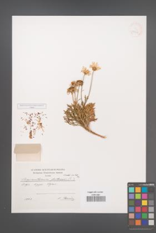 Argyranthemum frutescens [KOR 39798]