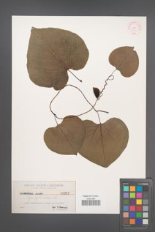 Aristolochia durior [KOR 352]