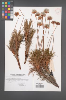 Armeria pungens [KOR 43753]