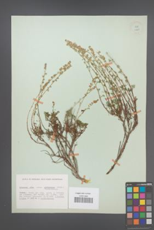 Artemisia alba [KOR 11951]