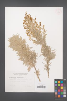 Artemisia arborescens [KOR 29707]