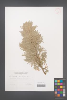 Artemisia arborescens [KOR 29657]