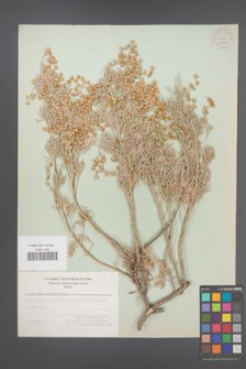 Artemisia arborescens [KOR 21163]