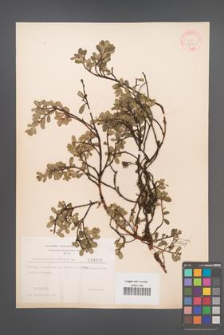 Arctostaphylos uva-ursi [KOR 3676]