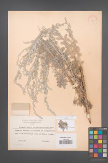 Artemisia lobelii [KOR 11942]