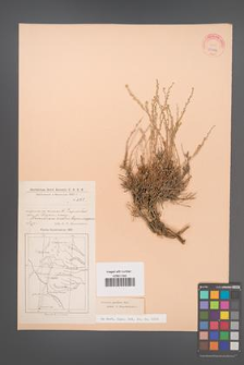 Artemisia pauciflora [KOR 23154]