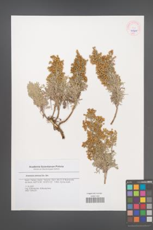 Artemisia ramosa [KOR 45371]