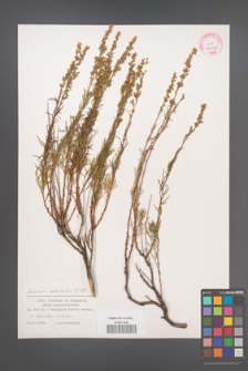 Artemisia salsoloides [KOR 32076]