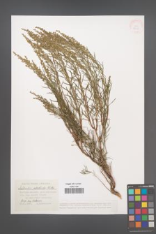 Artemisia salsoloides [KOR 38658]